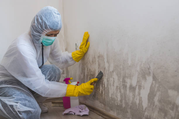 Best Basement Mold Remediation in Warsaw, MO