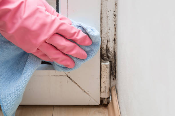 Best Commercial Mold Remediation in Warsaw, MO